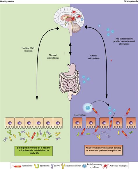 The Bidirectional Routes Of Communication Between The Brain And The Gut