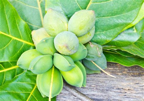 terminalia catappatropical almond bengal almond indian almo stock