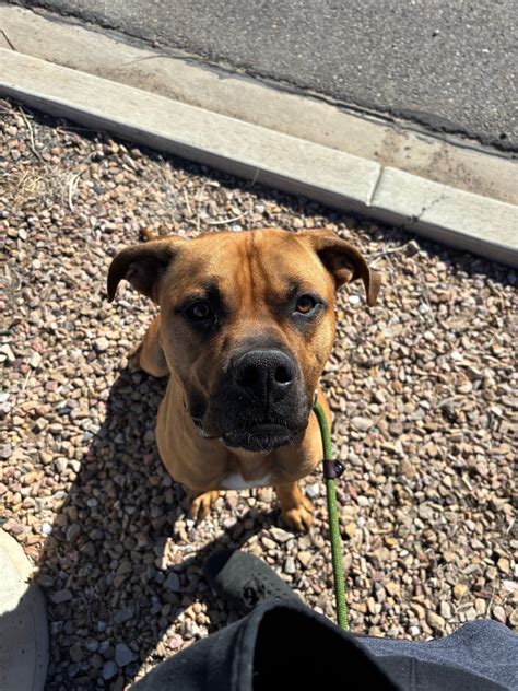 Poe – Grand Rivers Humane Society