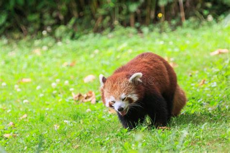 Una Panda Roja Que Se Relaja En Un Campo Herboso Foto De Archivo