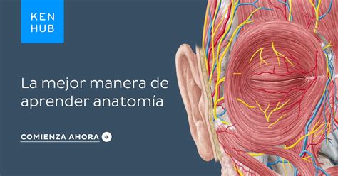 Aprende Anatomía Con Guías Y Hojas Kenhub