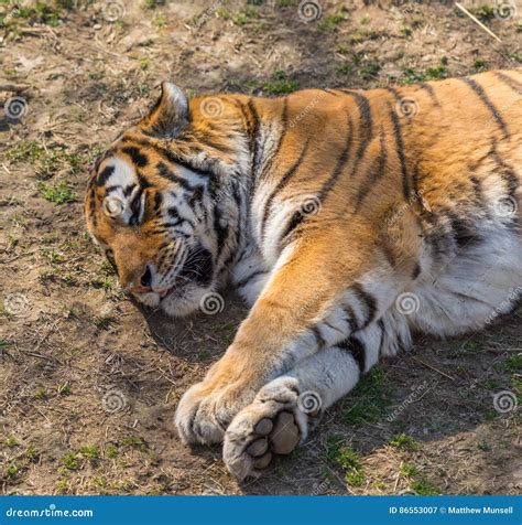 Two Sleeping Tigers Stock Photography | CartoonDealer.com #8912444
