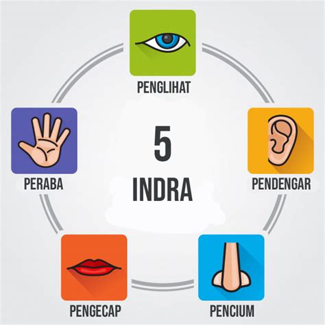 pras academy sd alat indera manusia