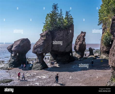 Flowerpot Rocks Hopewell Rocks Bay Of Fundy New Brunswick Canada