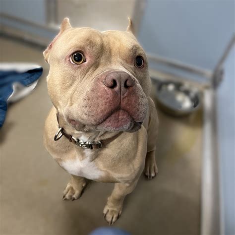 Available Dogs - Humane Pennsylvania