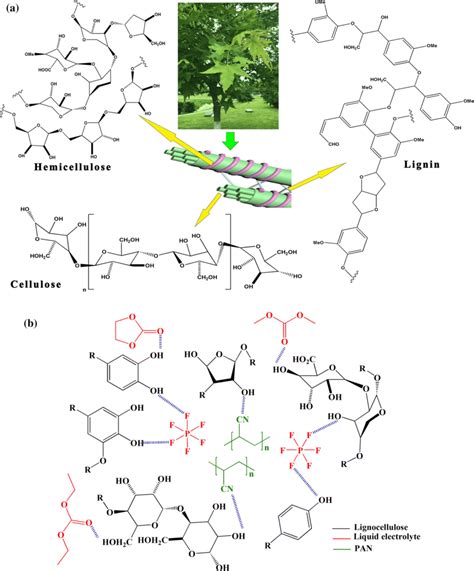 A The Connection And Structure Among Lignin Hemicellulose And