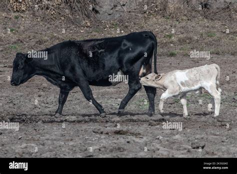 Una madre vaca doméstica y su becerro que está amamantando y bebiendo