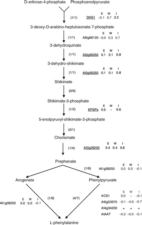 3 Representation of the pathway leading to the synthesis of ...