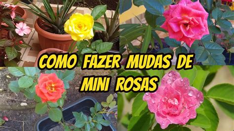 Como Fazer Muda De Mini Rosa