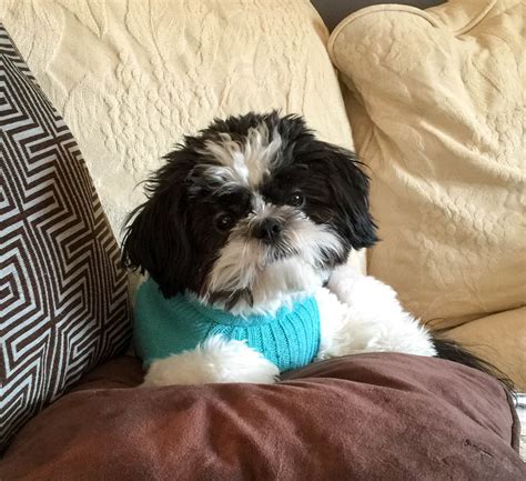 Never Ignore These Symptoms in Your Furry Friends - Blog By Donna