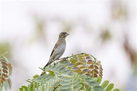 São Tomé birds looking for ID - Africa birds - Safaritalk