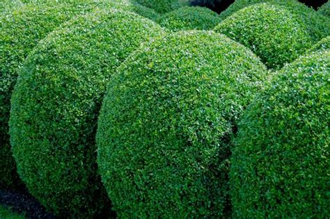 Buxus Bollen Kopen Prijs Vanaf Bomenenzo Nl