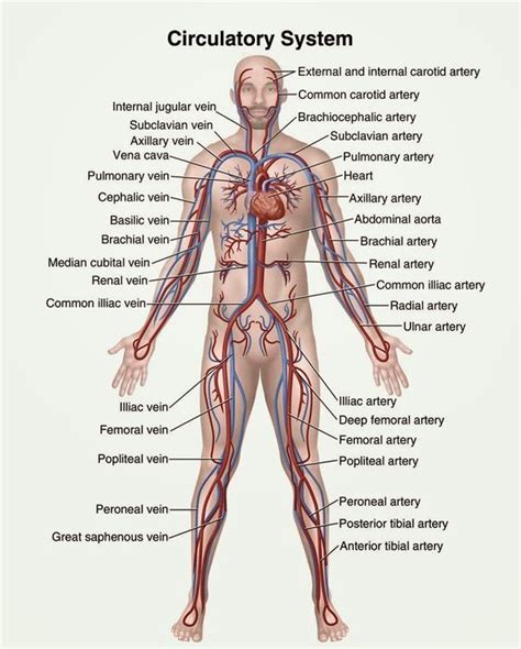 Circulatory System: Definition, Functions, Organs, Diseases | Biology ...