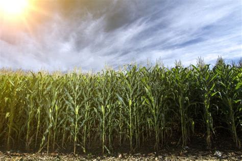 Corn Plantation In Producing Farm Stock Image Image Of Color Grass