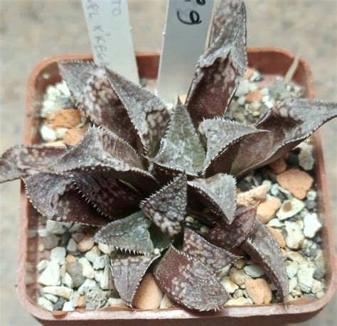 haworthia kegazato  splendens  keganii cactus shop