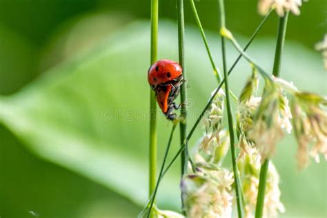 Pair Of Ladybugs Having Sex On A Leaf As Couple In Close Up To Create The Next Generation Plant