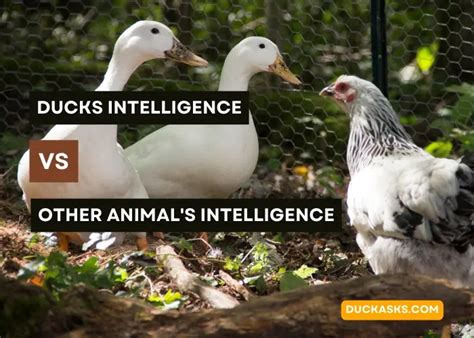 Are Ducks Intelligent? Can You Train Them? - Duck Asks