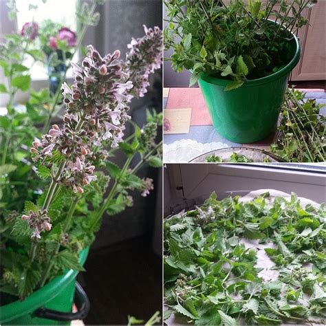 Как сушить мяту в домашних условиях для чая, правила сбора