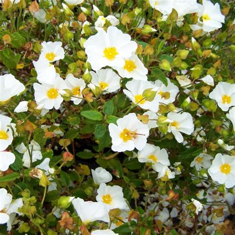 Cistus Salviifolius White Rock Rose