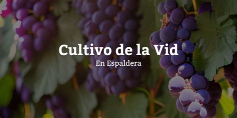 Cultivo De La Vid En Espaldera Tienda Bodegas Romale