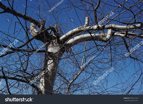 Branching Tree Detailed Naked Tree Branches Stock Photo