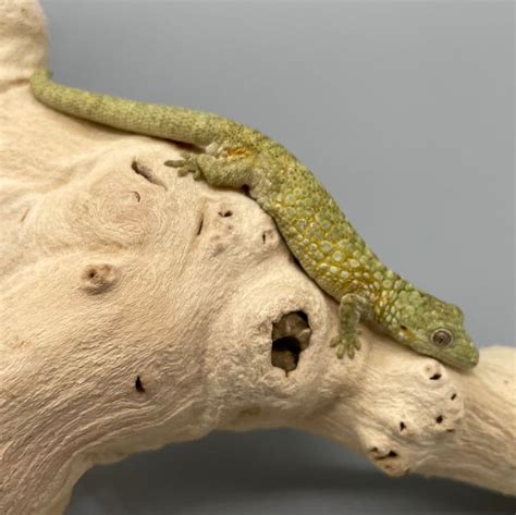New Caledonian Geckos