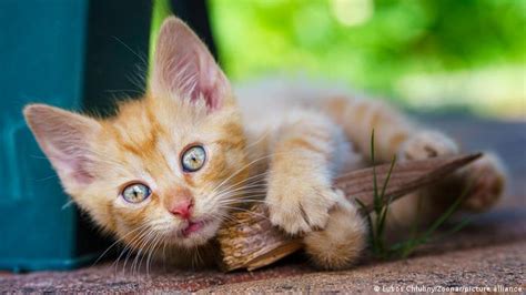 La ciencia confirma que su gato no debería salir a la calle