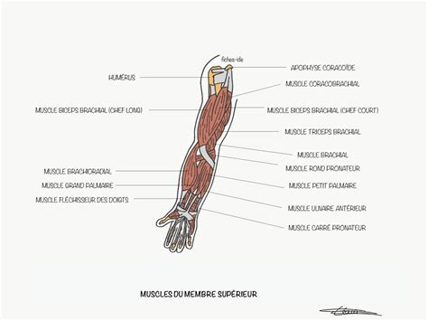 Muscles Du Membre Sup Rieur Fiches Ide