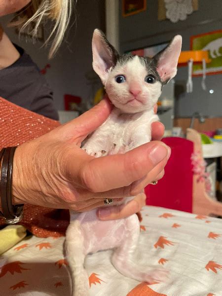 Chaton Cornish Rex TORTILLA De Thai Noy Femelle Disponible En Pays De