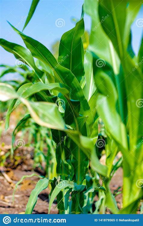 Fresh Green Green Corn Field Indian Farm Stock Image Image Of