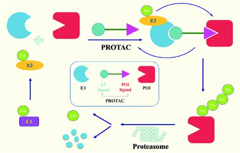 | A mechanistic overview of PROTAC-mediated protein degradation. Ub ...