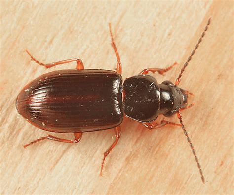 Ground Beetle Bradycellus Lecontei Bugguide Net