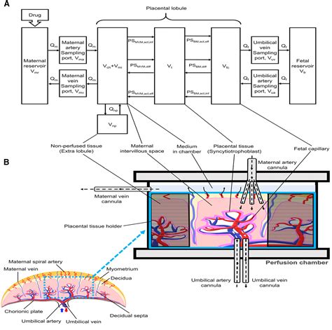 Figure 2 From Transplacental Pharmacokinetic Model Of Digoxin Based On Ex Vivo Human Placental