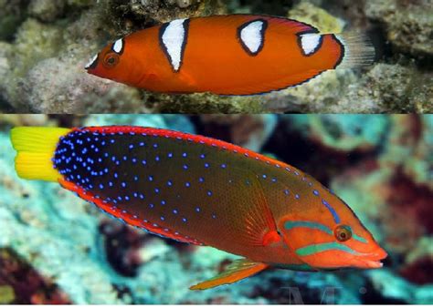 red coris wrasse coris gaimard  fish  fish dartmouth