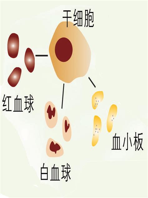 造血干细胞 搜狗百科