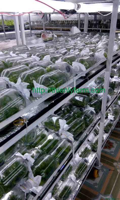 mot  hinh anh ve lan cay mo phong cay mo