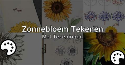 Zonnebloem Tekenen Met Tekeningen