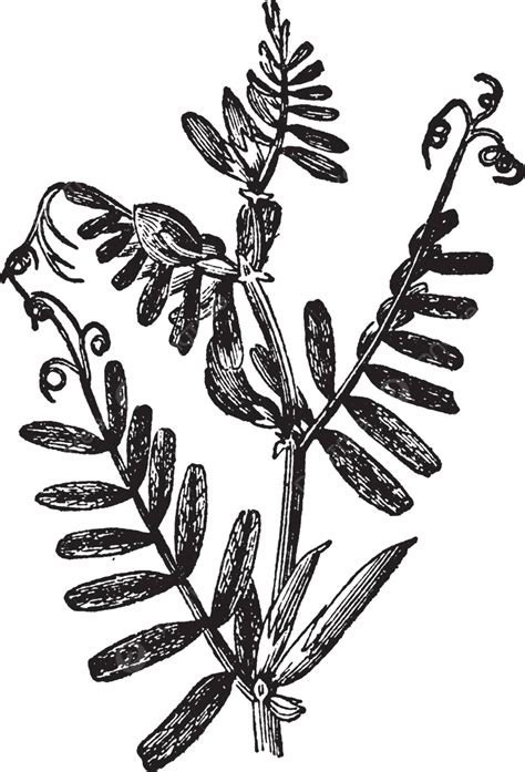 Vetch Plant Vintage Illustration Drawing White Vintage Vector, Drawing