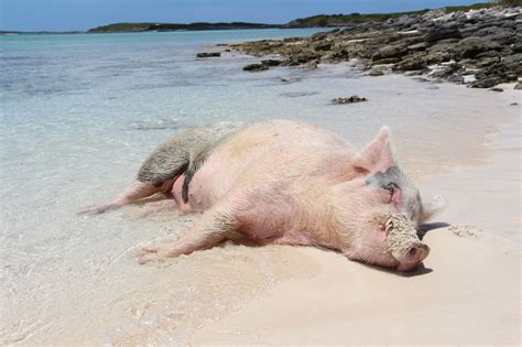 Бегемот в купальнике картинки - Фото подборки 3