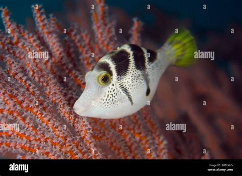 Mimic Filefish Paraluteres Prionurus Mimic The Highly Poisonous