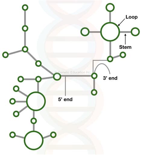 RNA: Structure and Function