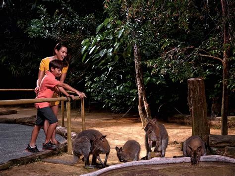 Singapore Night Safari Zoo Tour Ticket Prices Opening Hours