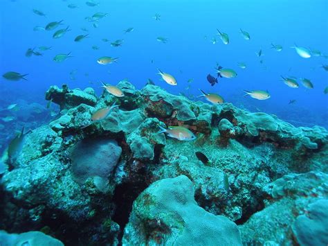 Texas Scuba Diving Flower Garden Banks