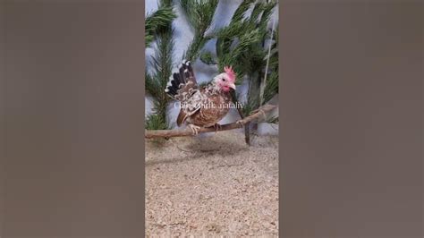 Малазийская серама 🤍🕊 Качели для кур. Обустройство курятника. Тёплый ...