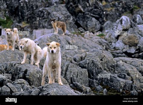 Inuit Sled Dog Or Qimmiq Greenland Western Coast Davis Straight