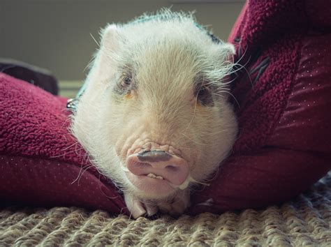 Mini Pig Oscars Spoiled Pig Syndrome Life With A Mini Pig