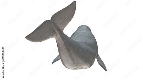 Beluga Whale Back Side View Tail Up And Curved Isolated On White