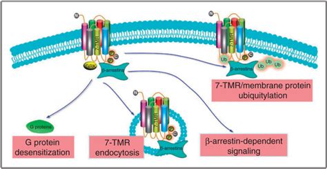 arrestins     critical regulators  inflammation abstract