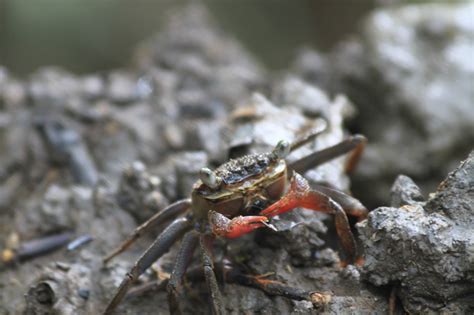 Adventures With The Naked Hermit Crabs Mar Sat Free Chek Jawa Boardwalk Tour With The