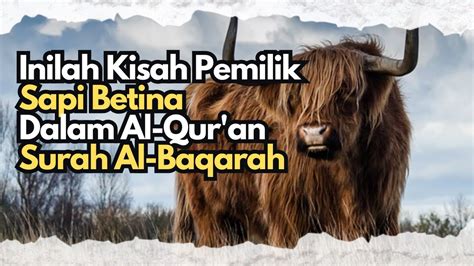 Kisah Pemilik Sapi Betina Di Dalam Surah Al Baqarah Mukjizat Nabi Musa